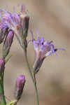 Shortleaf blazing star